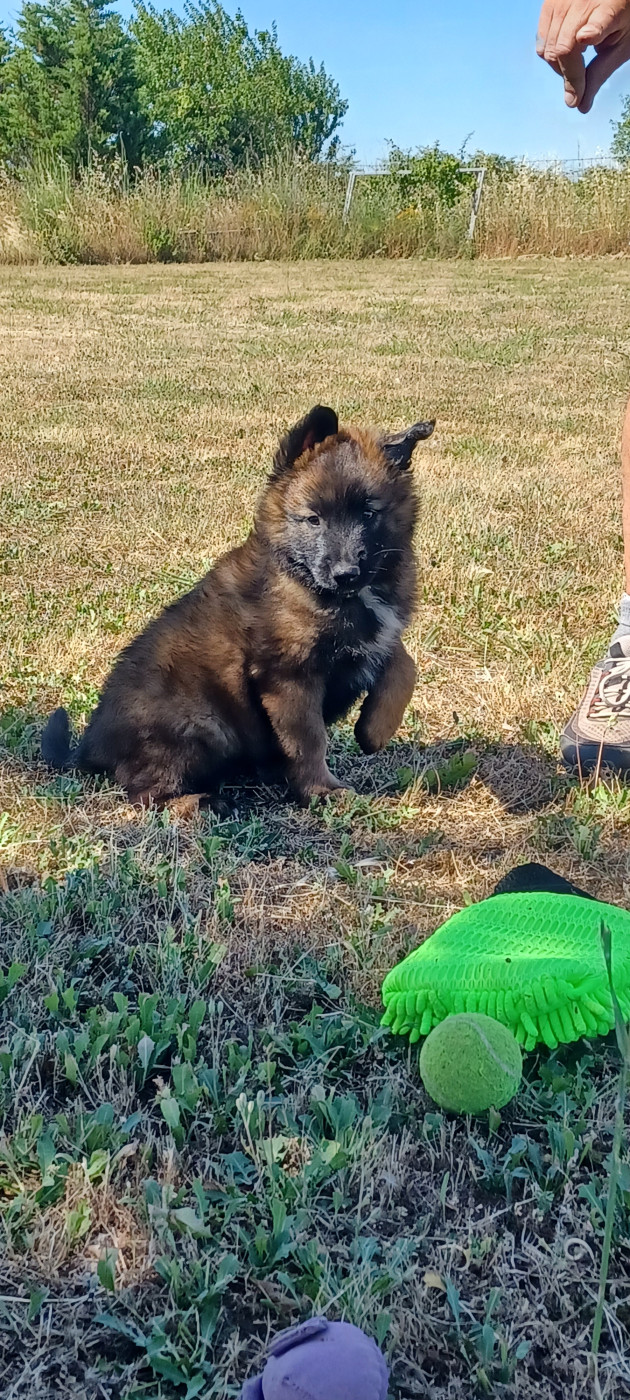 Chiot Berger Belge du Domaine De Sainte Mathilde