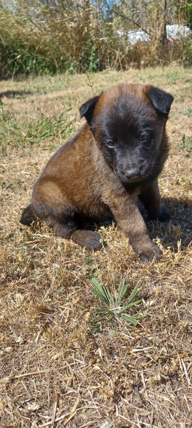 Chiot Berger Belge du Domaine De Sainte Mathilde