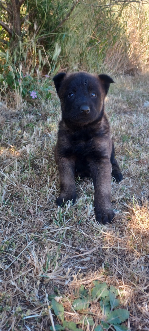 du Domaine De Sainte Mathilde - Chiots disponibles - Berger Belge