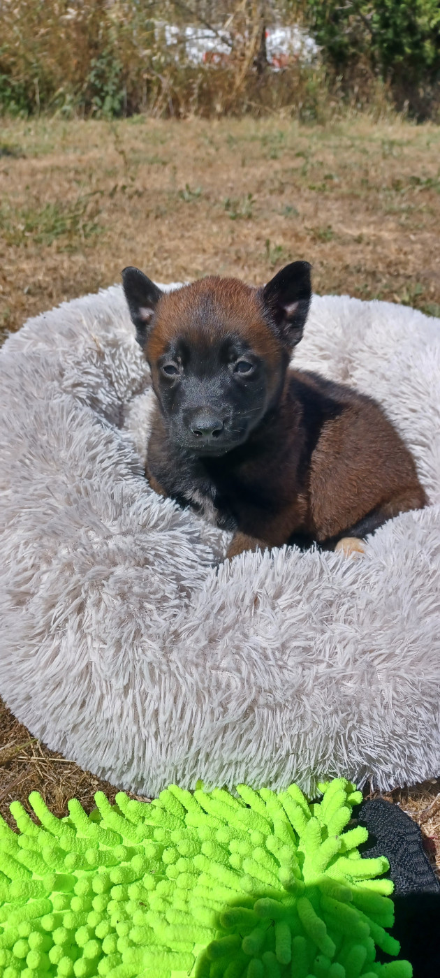 du Domaine De Sainte Mathilde - Chiots disponibles - Berger Belge